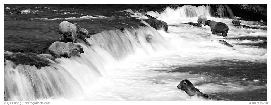 Alaskan Brown bears gathered at Brooks Falls. Katmai National Park (black and white)