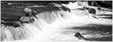 Alaskan Brown bears gathered at Brooks Falls. Katmai National Park (Panoramic black and white)