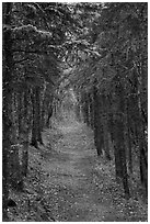 Trail in dense forest, Brooks Camp. Katmai National Park ( black and white)