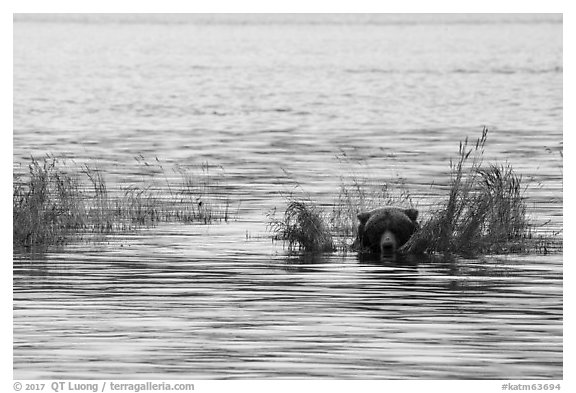 Bear head emerging from rippled water. Katmai National Park (black and white)