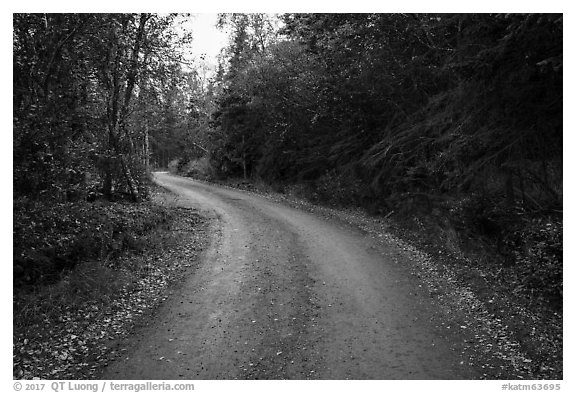 Road between Brooks Camp and Lake Brooks. Katmai National Park (black and white)