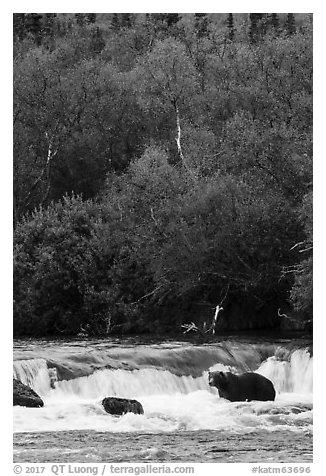 Brown Coastal Bear at Brooks Falls in autumn. Katmai National Park (black and white)