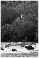Brown Coastal Bear at Brooks Falls in autumn. Katmai National Park ( black and white)