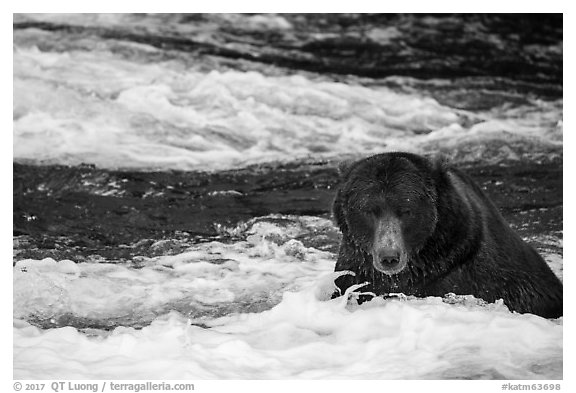 Coastal Bear in Brooks River. Katmai National Park (black and white)