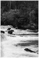 Grizzly Bears gathered at Brooks Falls. Katmai National Park ( black and white)