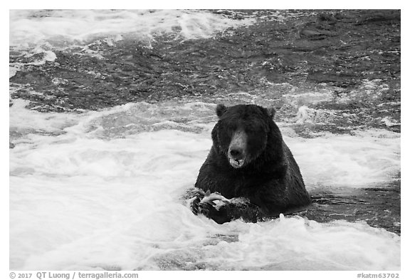 Grizzly Bear eating a salmon, Brooks River. Katmai National Park (black and white)