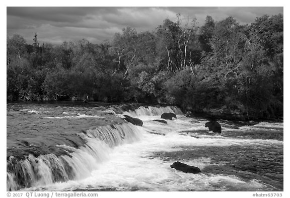 Brooks Falls and bears fishing in autumn. Katmai National Park (black and white)
