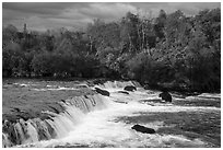 Brooks Falls and bears fishing in autumn. Katmai National Park ( black and white)