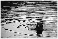Bear and ripples, Brooks River. Katmai National Park ( black and white)
