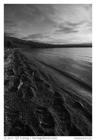 Naknek Lake shore with huge bear footprints. Katmai National Park (black and white)