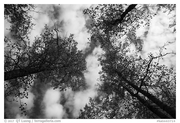 Looking up cottonwoods trees in autumn. Katmai National Park (black and white)