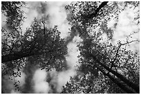 Looking up cottonwoods trees in autumn. Katmai National Park ( black and white)