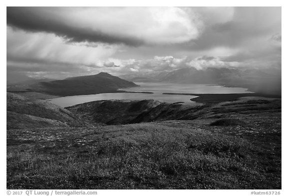 Autum colors on tundra above Naknek Lake. Katmai National Park (black and white)