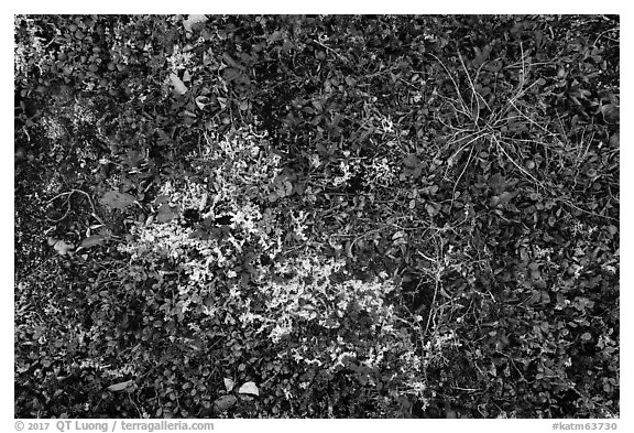 Close-up of berries and lichen. Katmai National Park (black and white)