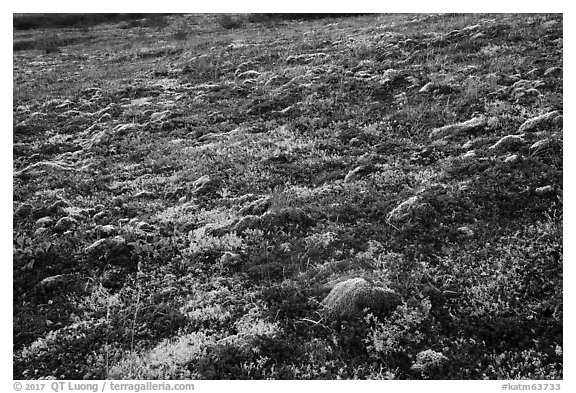 Multicolored tundra in autumn. Katmai National Park (black and white)