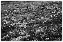 Multicolored tundra in autumn. Katmai National Park ( black and white)