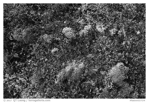 Close-up of autumn tundra. Katmai National Park (black and white)