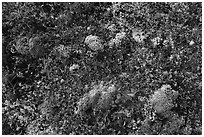 Close-up of autumn tundra. Katmai National Park ( black and white)