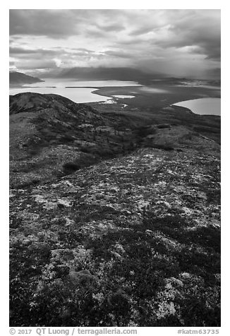 Colorful tundra in the fall above Naknek Lake and Lake Brooks. Katmai National Park (black and white)