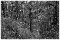 Forest and undergrowth in autumn. Katmai National Park ( black and white)