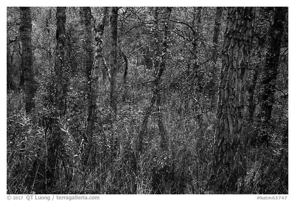 Deciduous forest in autumn. Katmai National Park (black and white)