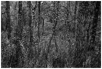 Deciduous forest in autumn. Katmai National Park ( black and white)