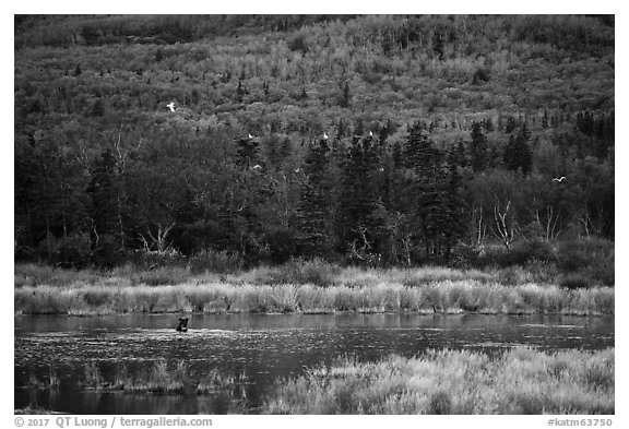Wetlands and forest with distant bear and seagulls. Katmai National Park (black and white)