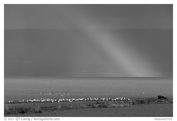 Rainbow, seagulls, and bear, Naknek Lake. Katmai National Park (black and white)