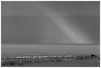 Rainbow, seagulls, and bear, Naknek Lake. Katmai National Park ( black and white)