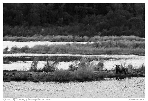 Bear in Brooks River autumn landscape. Katmai National Park (black and white)