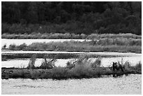 Bear in Brooks River autumn landscape. Katmai National Park ( black and white)