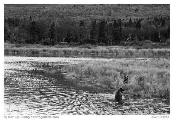 Bears in autumn grasses, Brooks River. Katmai National Park (black and white)