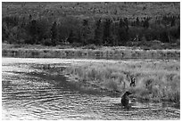 Bears in autumn grasses, Brooks River. Katmai National Park ( black and white)