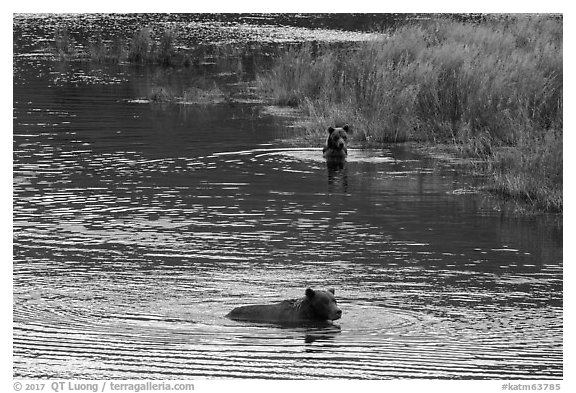 Brown bears swimming, Brooks River. Katmai National Park (black and white)