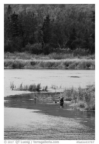 Grizzly bear swimming, Brooks River. Katmai National Park (black and white)
