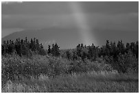 Grasses and rainbow, Brooks Camp. Katmai National Park ( black and white)