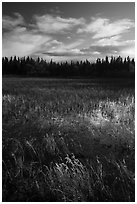 Grasses and pond, Brooks Camp. Katmai National Park ( black and white)