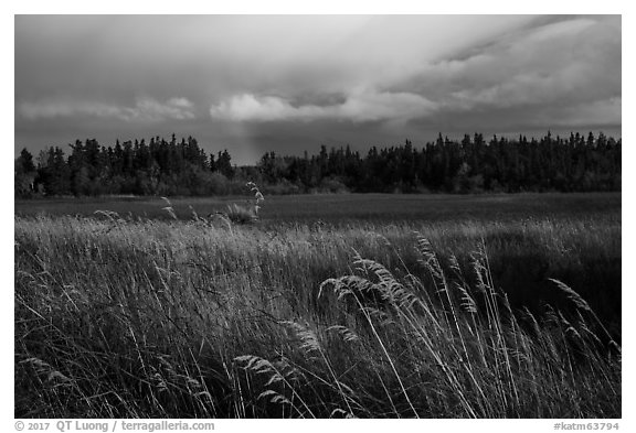 Grasses, meadow, and rainbow. Katmai National Park (black and white)