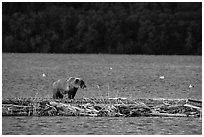 Grizzly bear walking on gravel bar, Naknek Lake. Katmai National Park ( black and white)