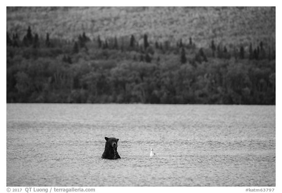 Brown Bear and seagull, Naknek Lake. Katmai National Park (black and white)