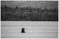 Brown Bear and seagull, Naknek Lake. Katmai National Park ( black and white)