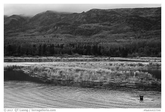 Bear in Brooks River and Dumpling Mountain. Katmai National Park (black and white)