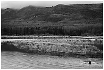 Bear in Brooks River and Dumpling Mountain. Katmai National Park ( black and white)