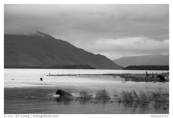 Bears, Naknek Lake, sunset. Katmai National Park (black and white)