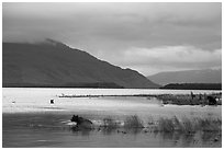 Bears, Naknek Lake, sunset. Katmai National Park ( black and white)