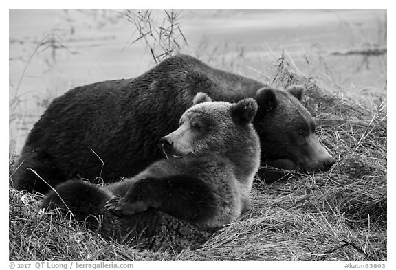 Sow and bear cub sleeping. Katmai National Park (black and white)