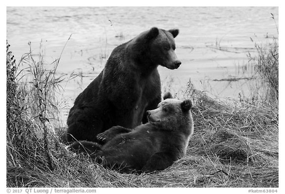 Sow and brown bear cub. Katmai National Park (black and white)