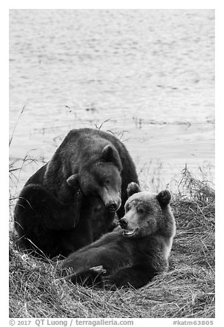 Sow and grizzly bear cub. Katmai National Park (black and white)