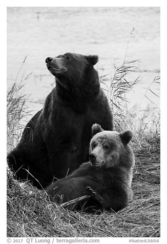 Mother and bear cub. Katmai National Park (black and white)