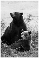 Mother and bear cub. Katmai National Park ( black and white)